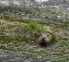Nature and Wildlife