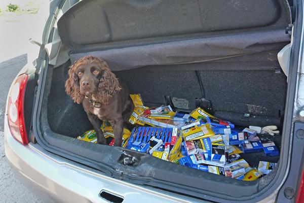 Dog in back of car