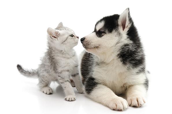 Skipper In Tn S Web Page With Images Animals Beautiful Dogs Pet Dogs