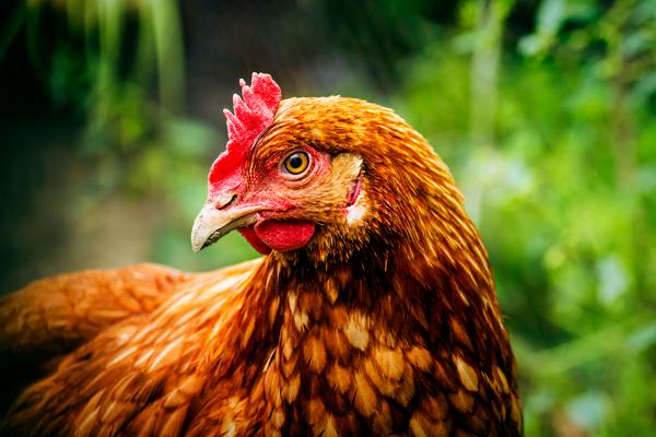 Photo of hen