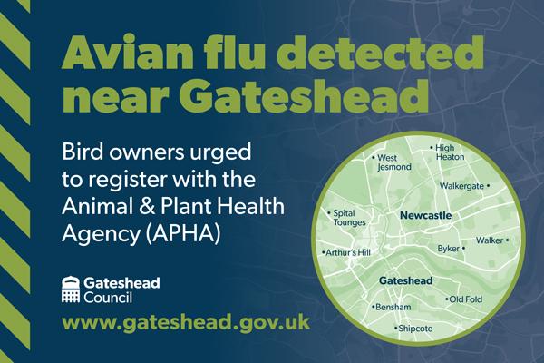 Avian flu detected