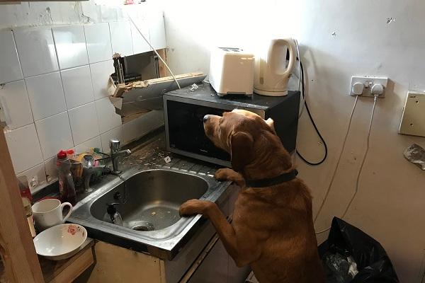 Sniffer dog - Bensham