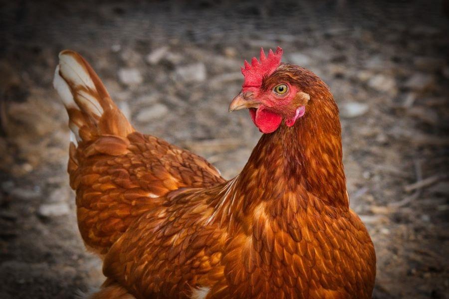 Chicken