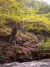 Ousbrough Wood