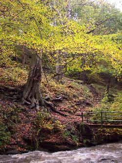 Ousbrough Wood
