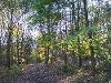 Addison and Hedgefield Woods