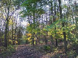 Addison and Hedgefield Woods
