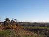 Banesley Lane Woodland