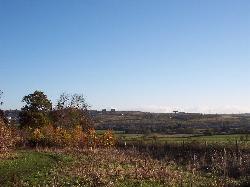 Banesley Lane Woodland