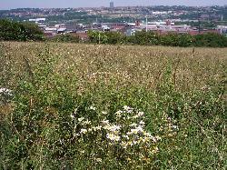 Cross Lane Meadows