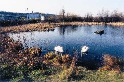 Dunston Pond