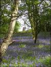 Bluebells in Longacre Wood