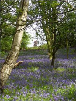 Bluebells in Longacre Wood