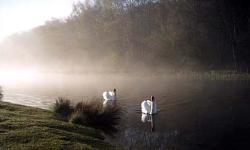 Ryton Willows