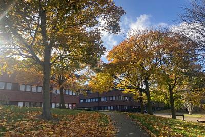 Civic in autumn