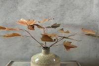 Image representing Emerald Explorers: Autumnal Acer Branch Workshop with Fiona McKeown
