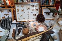 Image representing Cabinet of Curiosities