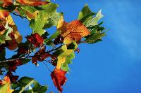 Image representing Autumn Leaves - Saturday Craft Club