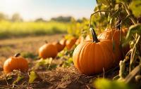Image representing Pumpkin Trail at Central Library