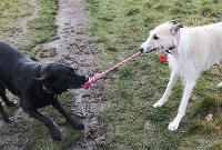 Image representing Chew-tastic Toys for Pets