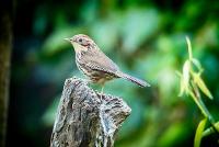 Image representing Spring Bird Walk with Michael Turner