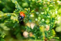 Image representing National Garden Wildlife Week: Instant Insects at Gateshead Central Library