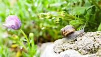 Image representing National Garden Wildlife Week: Library Trail at Gateshead Central Library