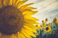 Image representing Sunflower Surprise at Gateshead Central Library