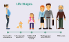Infographic showing life stages from preconception to older people